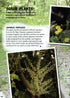 Wild town - Wildlife on your doorstep (Dilger)
