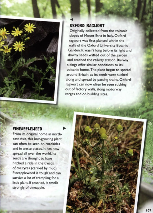 Wild town - Wildlife on your doorstep (Dilger)