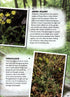 Wild town - Wildlife on your doorstep (Dilger)