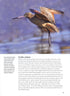 Migration Hotspots - The World’s Best Migration Sites (Harris) 2013