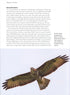Migration Hotspots - The World’s Best Migration Sites (Harris) 2013