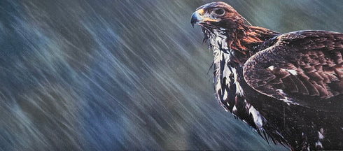 Postikortti - maakotka sateessa, koko 13,5x30 cm