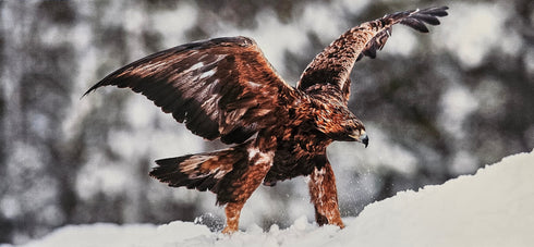 Postikortti - maakotka siivet auki lumessa, koko 13,5x30 cm