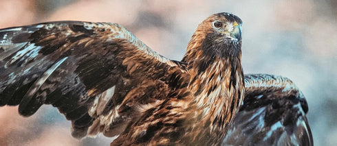 Postikortti - maakotka lähikuvassa siivet auki, koko 13,5x30 cm