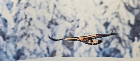 Postikortti - nuori maakotka liitää talvimaisemassa, koko 13,5x30 cm