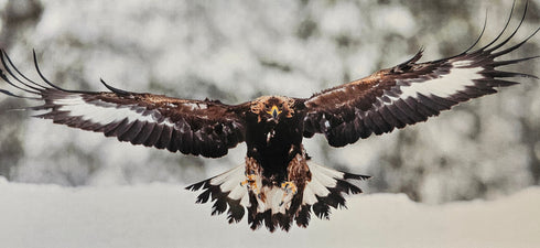 Postikortti - nuori maakotka laskeutumassa, talvimaisema, koko 13,5x30 cm