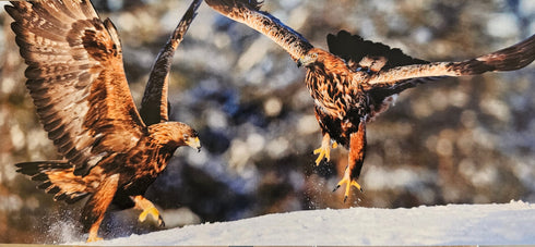 Postikortti - kaksi kotkaa laskeutuu lumeen, koko 13,5x30 cm