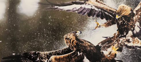 Postikortti - kaksi kotkaa kisailee, koko 13,5x30 cm