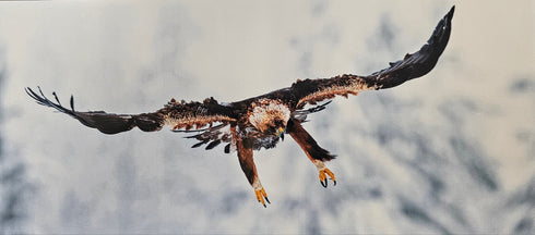 Postikortti - kotka syöksyssä jalat alaspäin, koko 13,5x30 cm