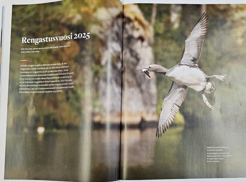 Linnut-vuosikirja - Birdlife 2025
