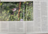 Linnut-vuosikirja - Birdlife 2025