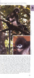 A Photographic guide to Mammals of South East Asia - Francis, C., M. 2013