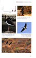 Rare birds of Canary Islands - Garcia, d. R. 2013