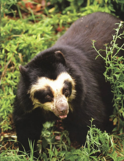 Going going Gone - 100 animals and plants on the verge of extinction- 2013