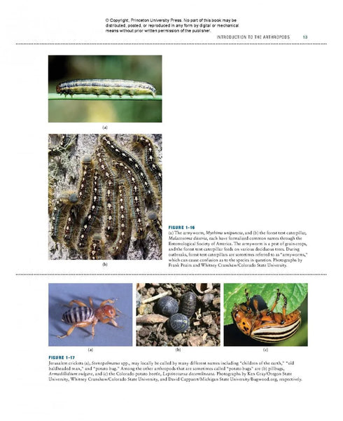 Bugs Rule! An Introduction to the World of Insects - Cranshaw,W. & Redak,R. 2013