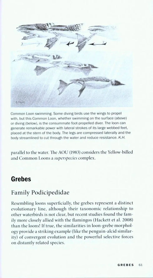 Field Guide to Birds of the Northern California Coast - Stallcup,R. 2014
