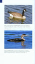 Field Guide to Birds of the Northern California Coast - Stallcup,R. 2014
