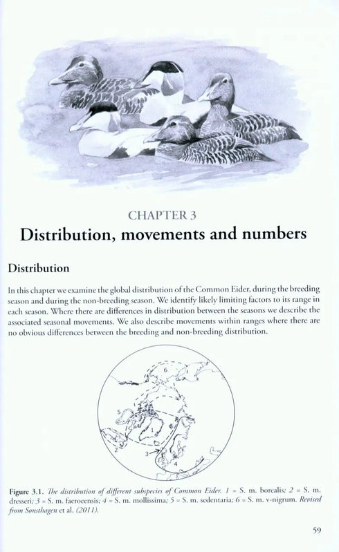The Common Eider - Waltho 2015