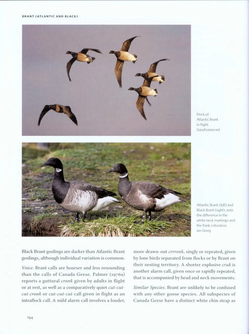 Ducks, Geese and Swans of North America, (2-Volume Set) - Baldassarre, G. 2014