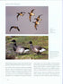 Ducks, Geese and Swans of North America, (2-Volume Set) - Baldassarre, G. 2014