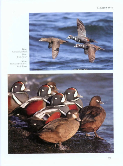 Ducks, Geese and Swans of North America, (2-Volume Set) - Baldassarre, G. 2014