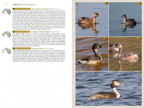 Birds of Australia, A photographic guide - Campbell, S. 2014