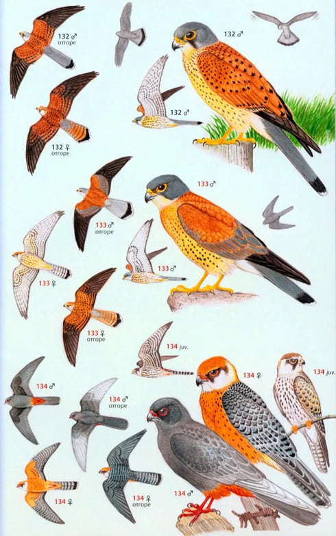 Photographic Guide to the Birds of India - Grewal, ym 2002