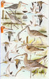 Photographic Guide to the Birds of India - Grewal, ym 2002