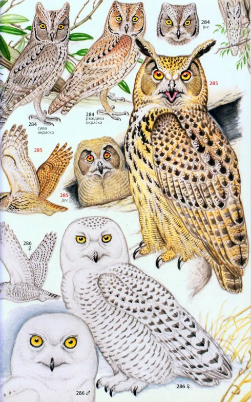 Photographic Guide to the Birds of India - Grewal, ym 2002