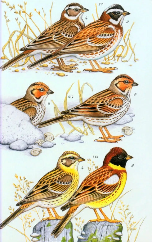 Photographic Guide to the Birds of India - Grewal, ym 2002