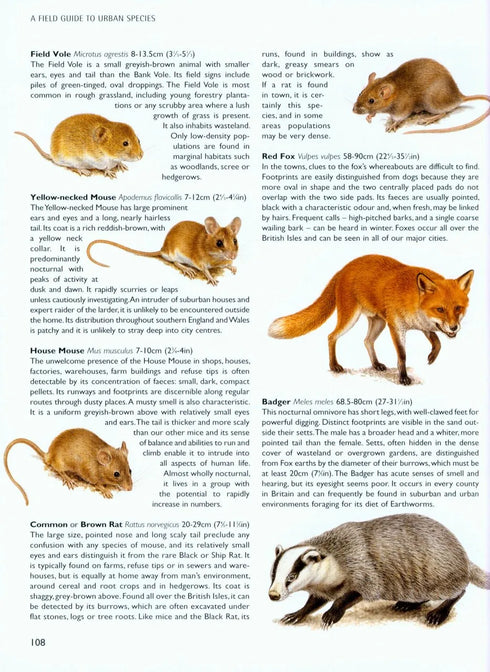 Chris Packham’s Wild Side of Town - Getting to know the wildlife in our towns and cities.