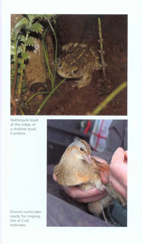 Few and Far Between on the Trail of Britain’s Rarest Animals - Charlie,E. 2016