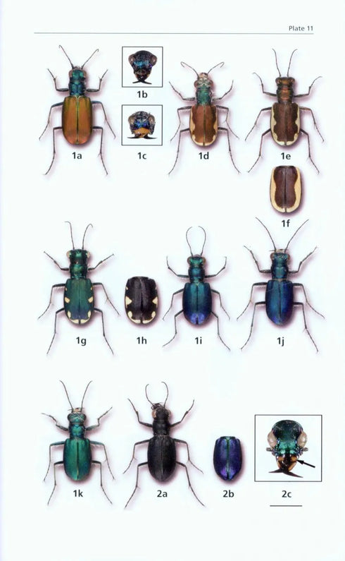 A Field Guide to the Tiger Beetles of the United States and Canada - ID, Natural History and Distribution of the Cicindelinae (Pearson 2015) 2. edition