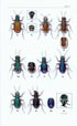 A Field Guide to the Tiger Beetles of the United States and Canada - ID, Natural History and Distribution of the Cicindelinae (Pearson 2015) 2. edition