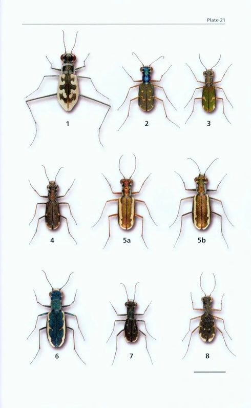A Field Guide to the Tiger Beetles of the United States and Canada - ID, Natural History and Distribution of the Cicindelinae (Pearson 2015) 2. edition