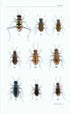 A Field Guide to the Tiger Beetles of the United States and Canada - ID, Natural History and Distribution of the Cicindelinae (Pearson 2015) 2. edition