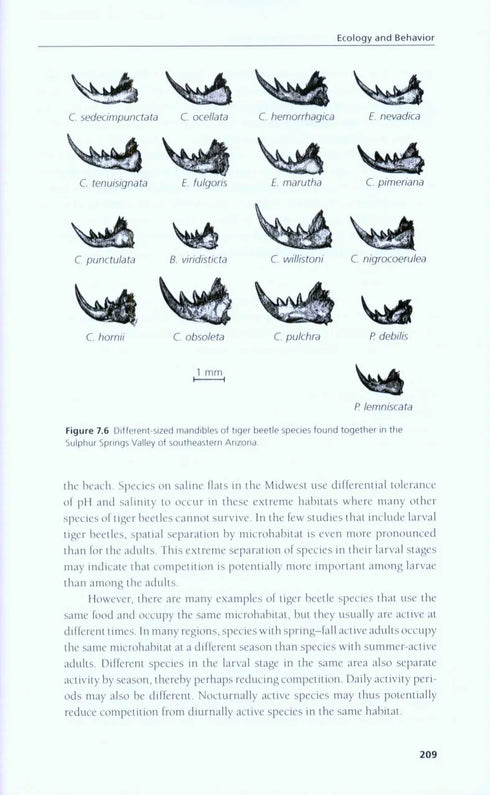 A Field Guide to the Tiger Beetles of the United States and Canada - ID, Natural History and Distribution of the Cicindelinae (Pearson 2015) 2. edition