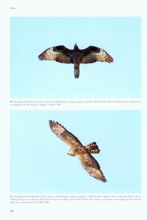 Flight Identification of Raptors of Europe, Middle East and North Africa - Forsman D. 2016
