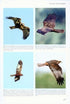 Flight Identification of Raptors of Europe, Middle East and North Africa - Forsman D. 2016