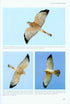 Flight Identification of Raptors of Europe, Middle East and North Africa - Forsman D. 2016