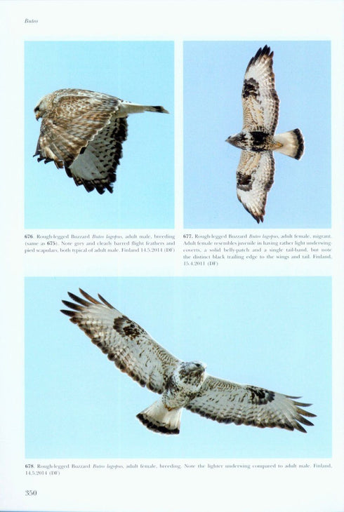 Flight Identification of Raptors of Europe, Middle East and North Africa - Forsman D. 2016