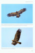 Flight Identification of Raptors of Europe, Middle East and North Africa - Forsman D. 2016