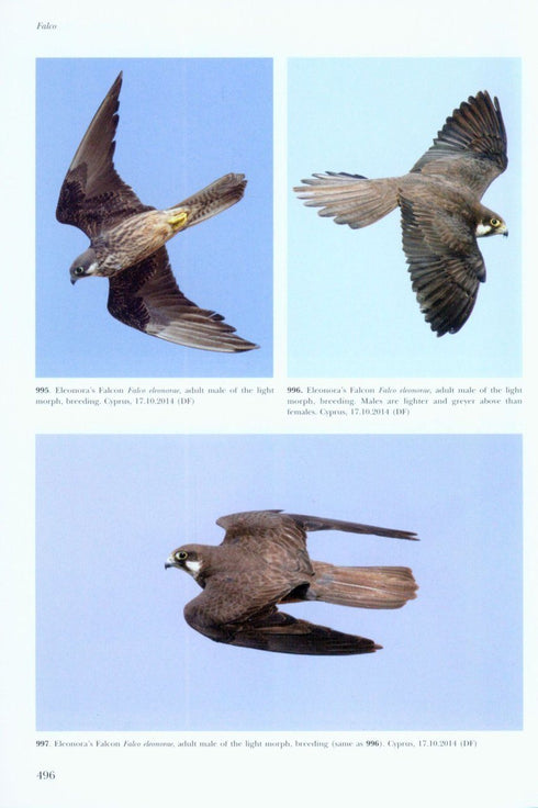 Flight Identification of Raptors of Europe, Middle East and North Africa - Forsman D. 2016