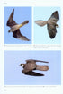 Flight Identification of Raptors of Europe, Middle East and North Africa - Forsman D. 2016