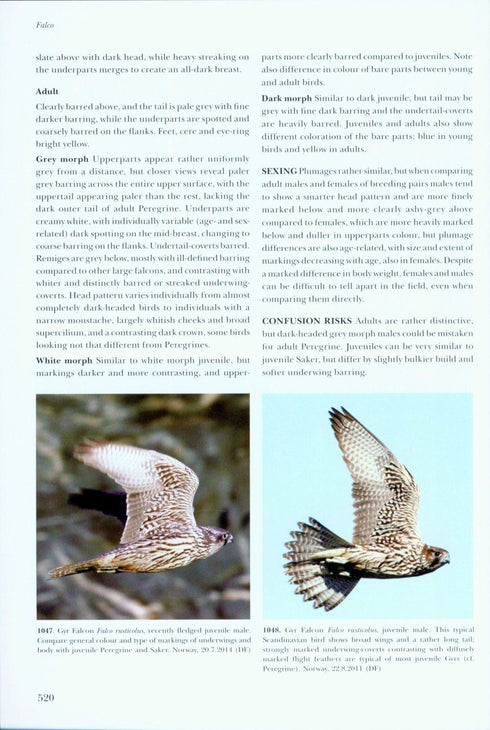 Flight Identification of Raptors of Europe, Middle East and North Africa - Forsman D. 2016