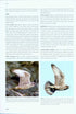 Flight Identification of Raptors of Europe, Middle East and North Africa - Forsman D. 2016