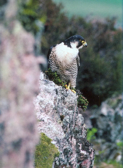 Peregrine Falcon - Stirling-Aird 2015