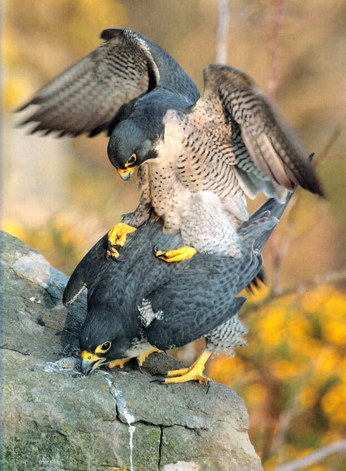 Peregrine Falcon - Stirling-Aird 2015