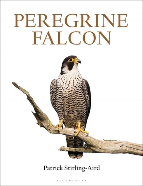 Peregrine Falcon - Stirling-Aird 2015