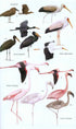 Birds of Madagascar and Indian Ocean Islands - Hawkins, F. ym. 2015